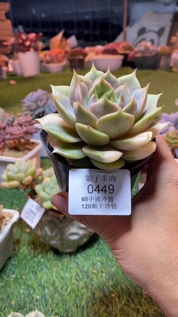 0449（满28包邮发货）