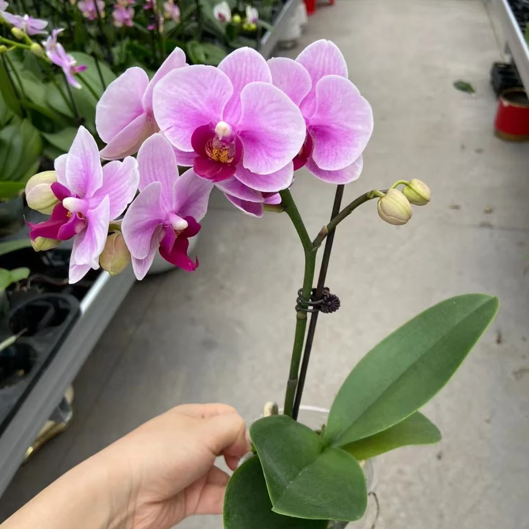 蝴蝶兰【宝贝】带侧枝选美第二名 好养耐养 室内花花 广州基地直发