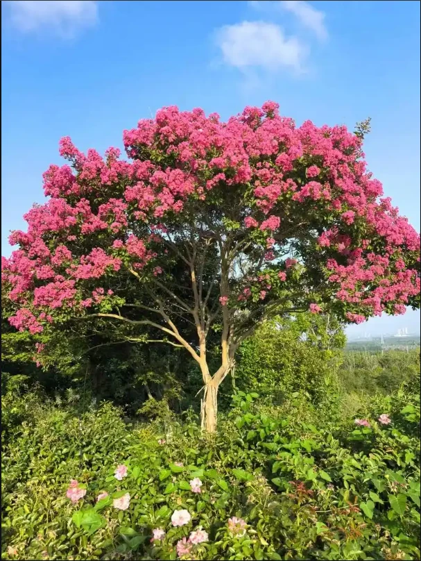 正宗川红老紫薇耐寒耐冻紫薇树百日红适合室外庭院种植发财树