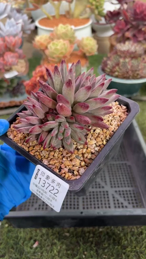 【闪购商品】13722