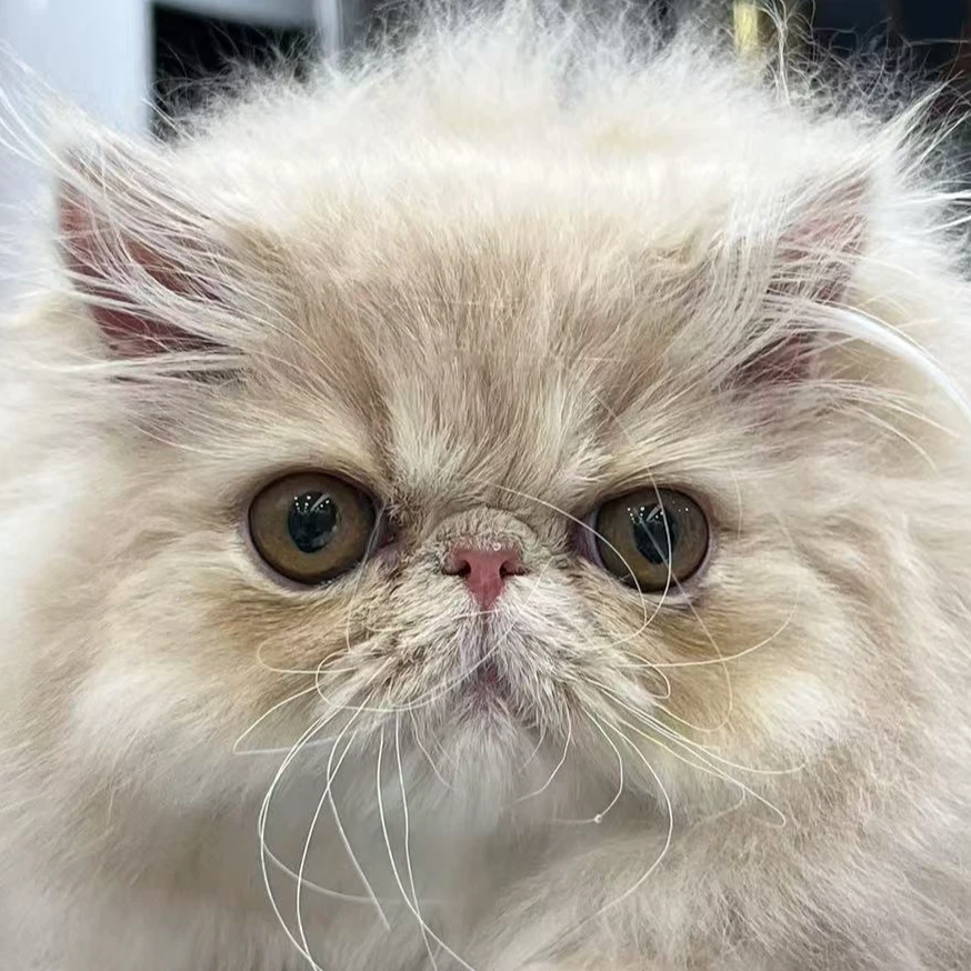 来了姊妹-乳色波斯猫 妹妹 16