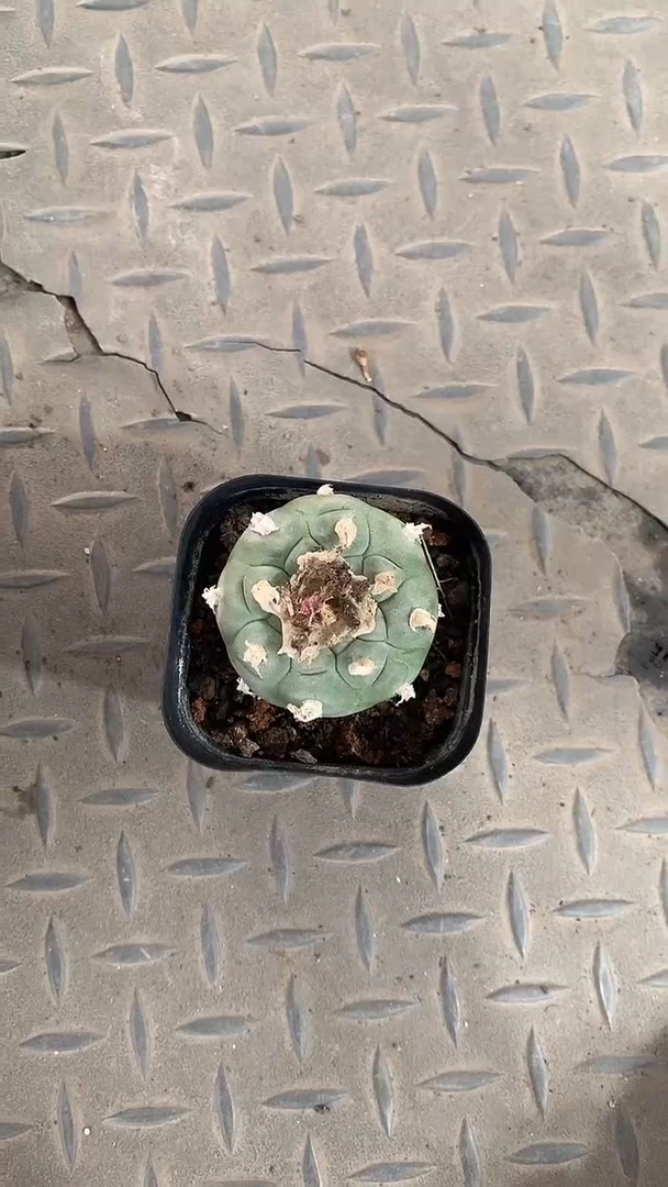 单头白绒点鱼一物一拍 带育苗盆发货