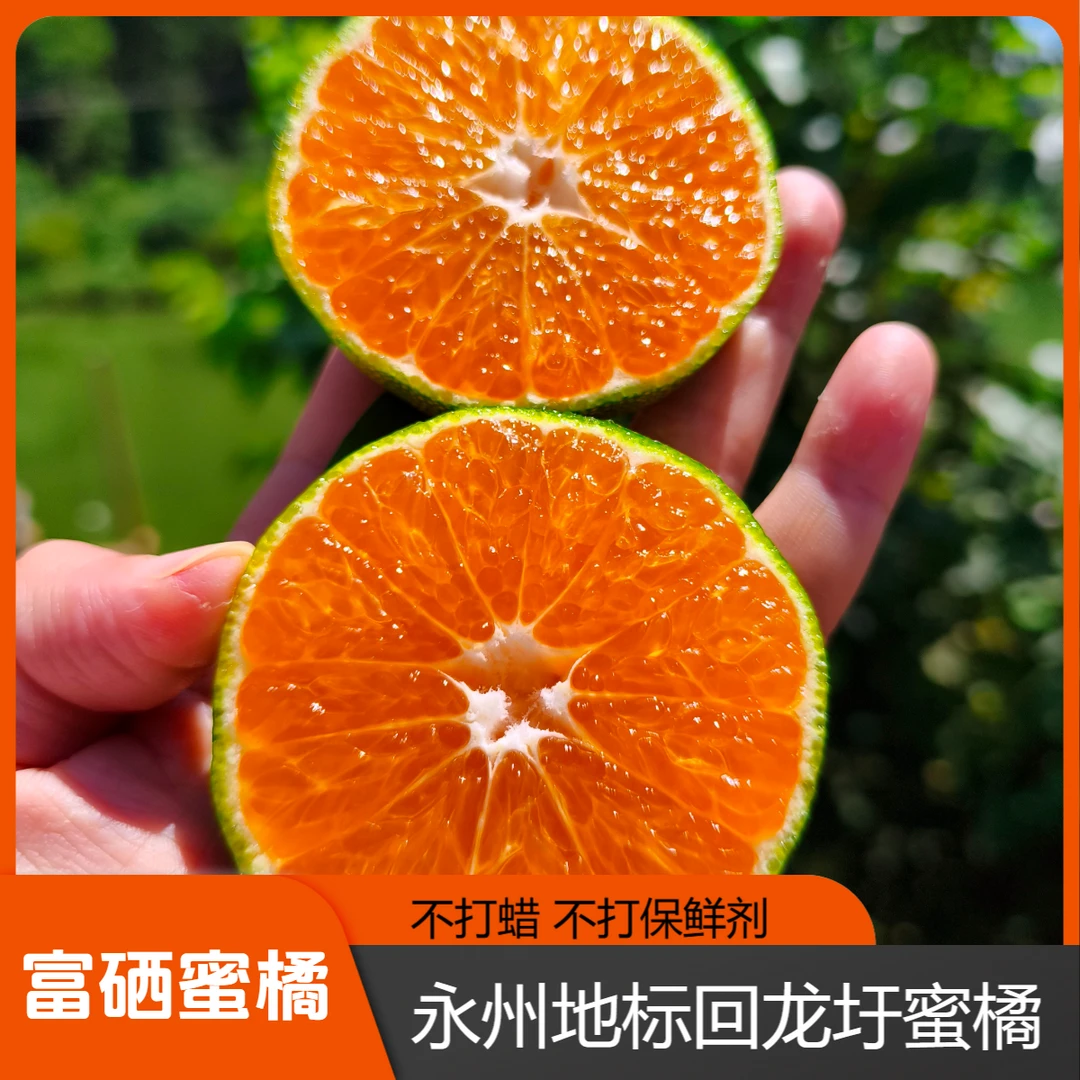 正宗永州回龙圩 富硒迴峰蜜橘 老树无籽酸甜多汁新鲜应季水果
