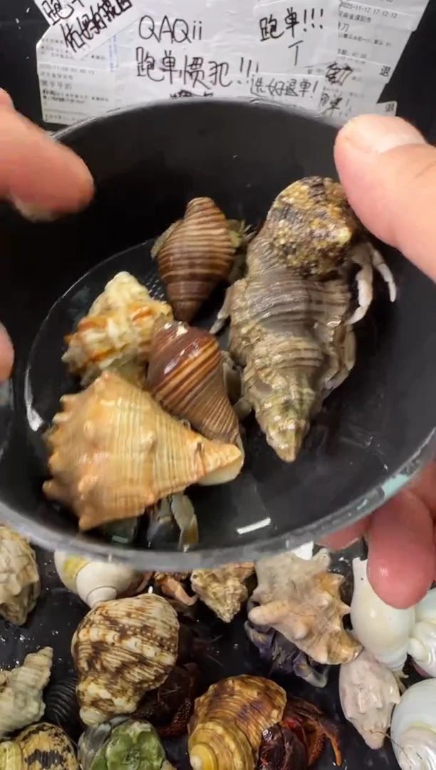 残联一份，六只包活三只