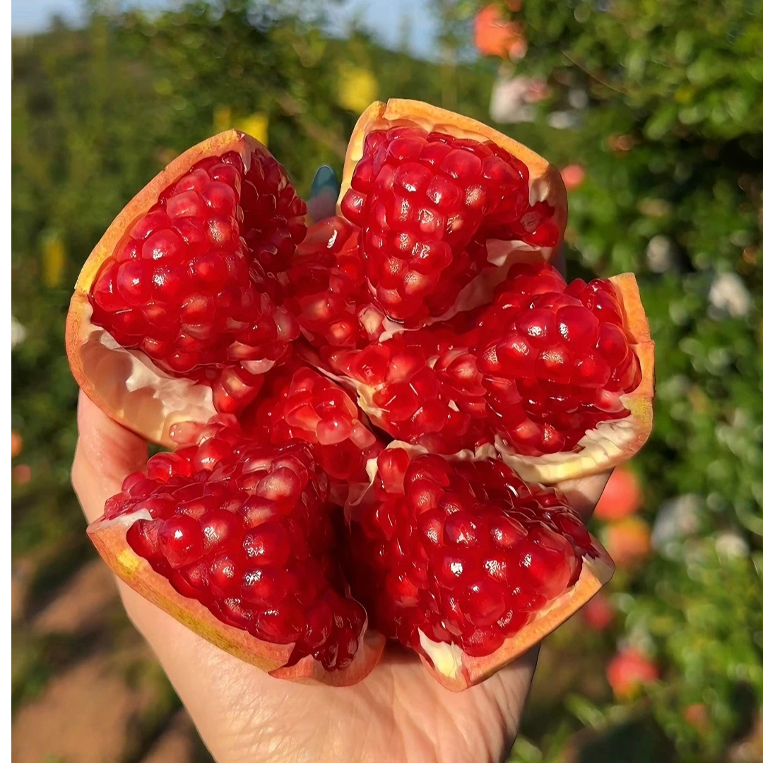 【静静推荐】四川会理突尼斯软籽石榴整箱新鲜甜石榴非无籽石榴