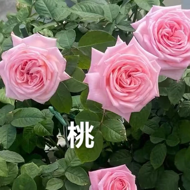 桃   四季灌木月季