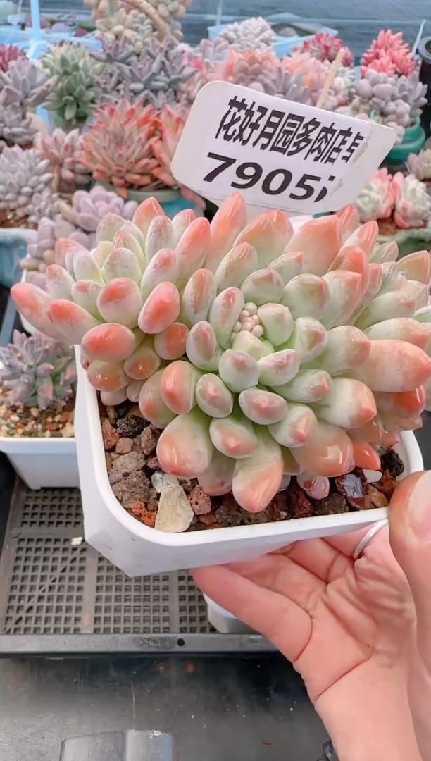 【闪购商品】7905灯美人