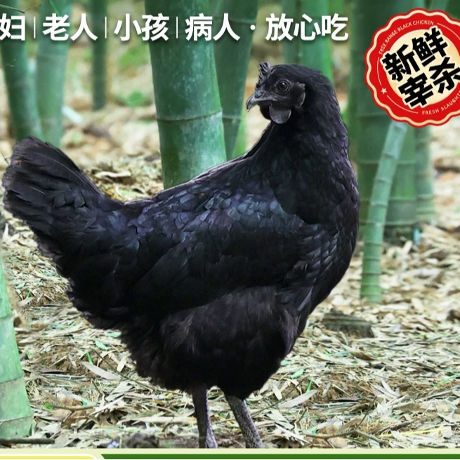 乌鸡新鲜现杀乌鸡活鸡老乌鸡土鸡农家散养鸡整只正宗五黑乌骨鸡烧烤食材