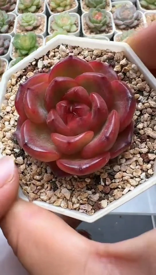 280F云禹多肉植物 默认脱土纸巾打包 3颗包邮