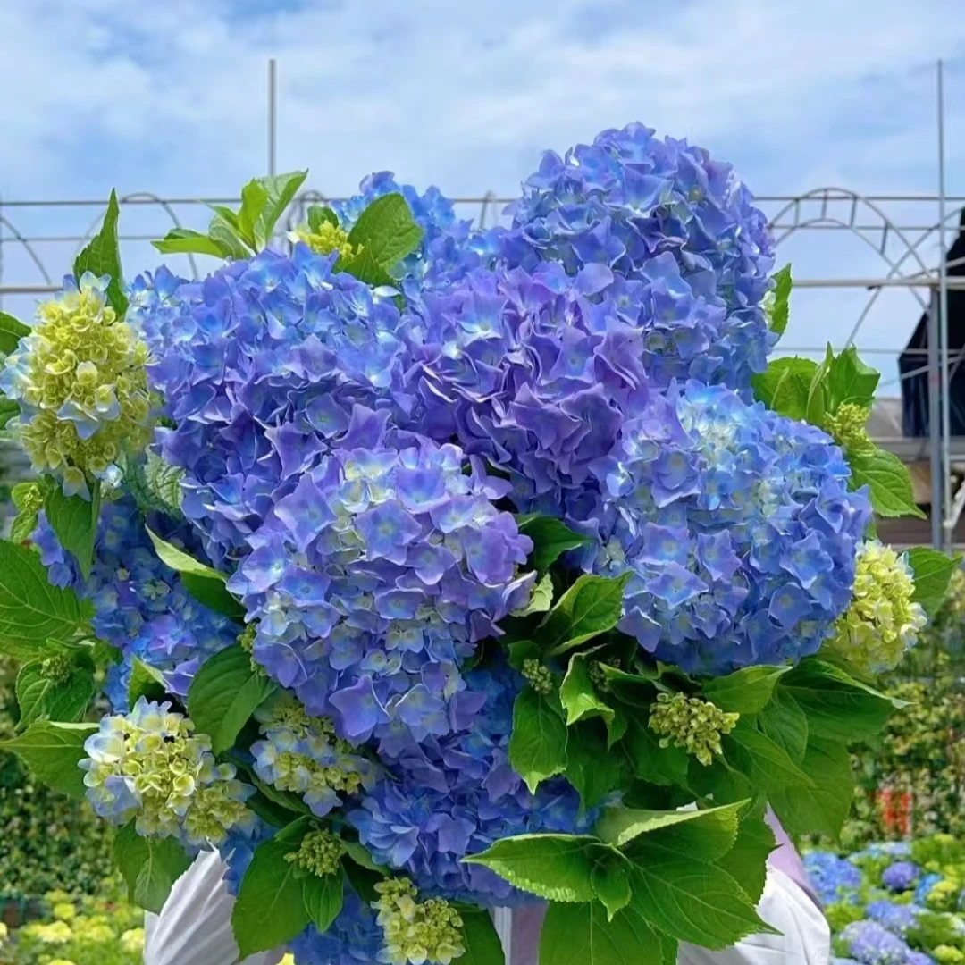 [嘉遇]绣球 姹紫嫣红 高盆7加仑 彩色 绣球花盆栽花卉