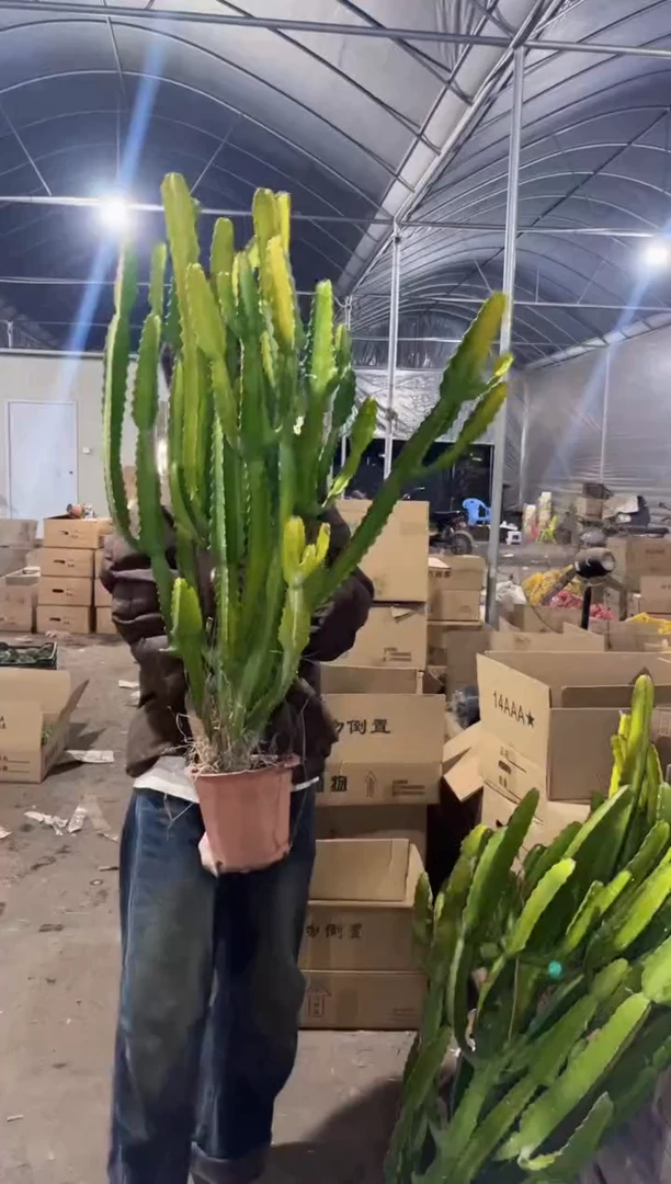 【闪购商品】巨无霸 三角大戟