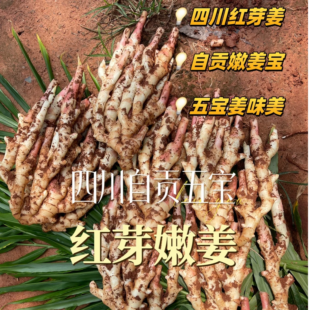 【小瑶瑶专属】四川自贡五宝镇新鲜红芽嫩姜竹根五指红芽仔姜