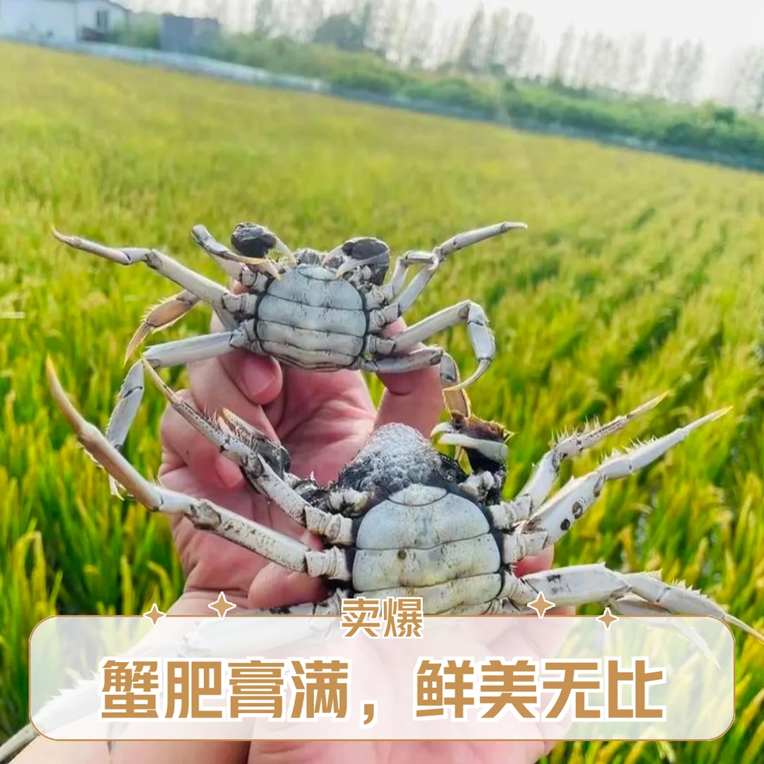 【活蟹】盘锦河蟹1.3-1.1两 母蟹2斤/3斤25-30只顺丰空运次日达海鲜