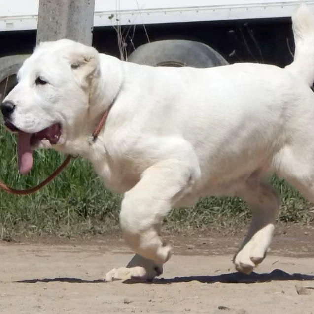 小猴中亚牧羊犬活体幼犬