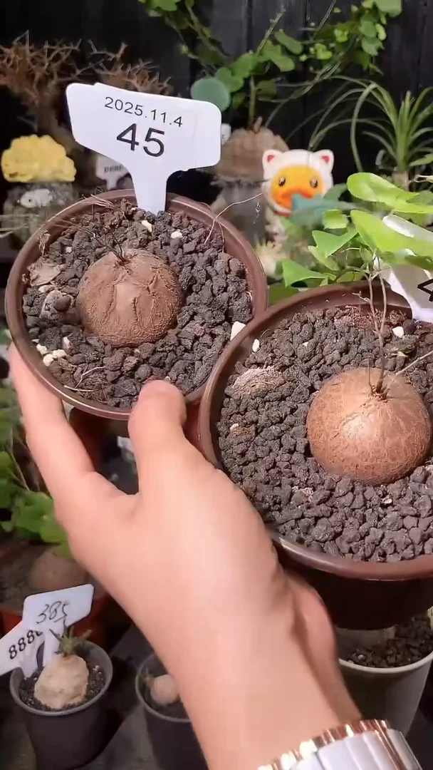 45号1104福利特价南非龟甲龙套餐