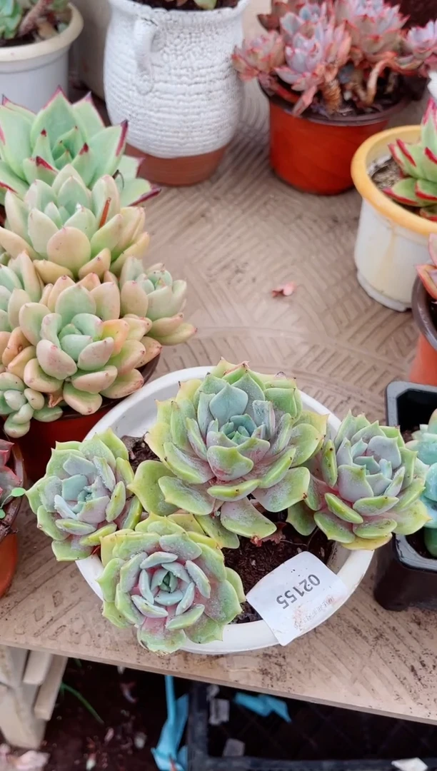 02155多肉植物一物一拍