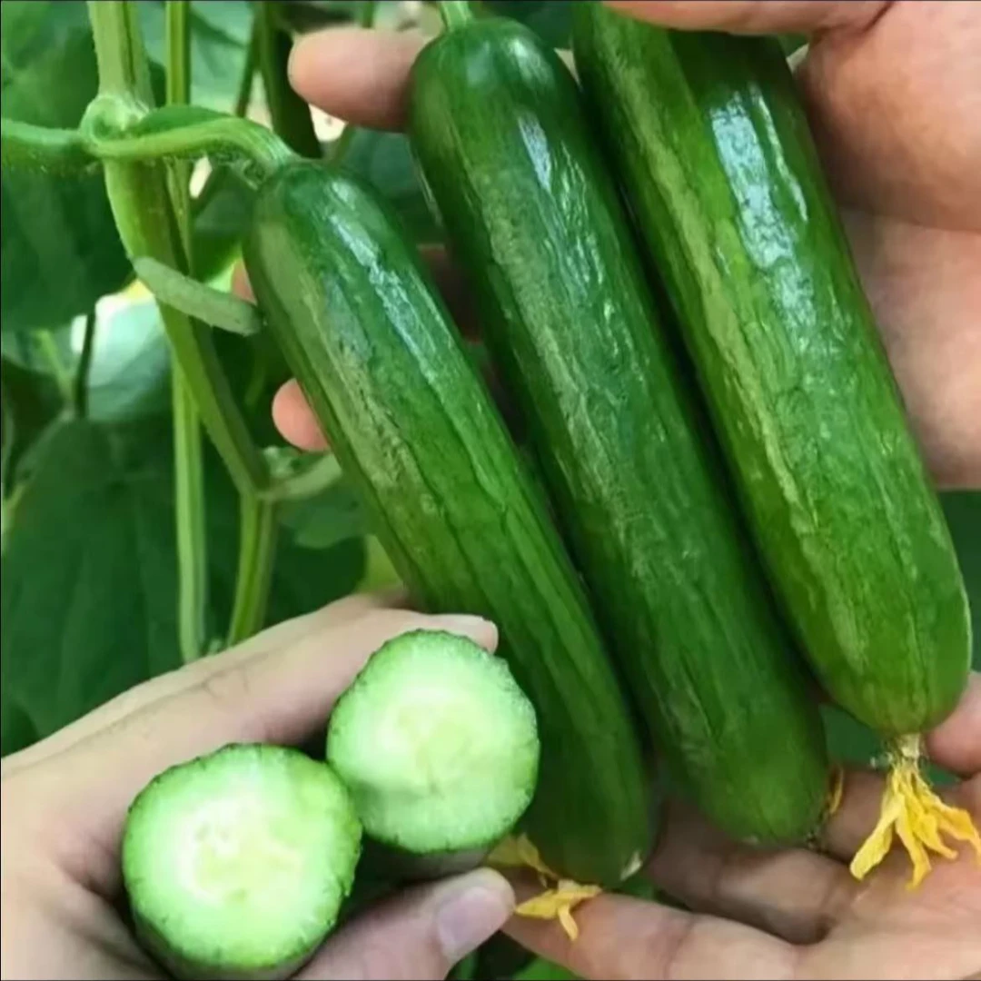 【加倍甜908黄瓜种子】加倍甜908黄瓜种籽大全四季春季