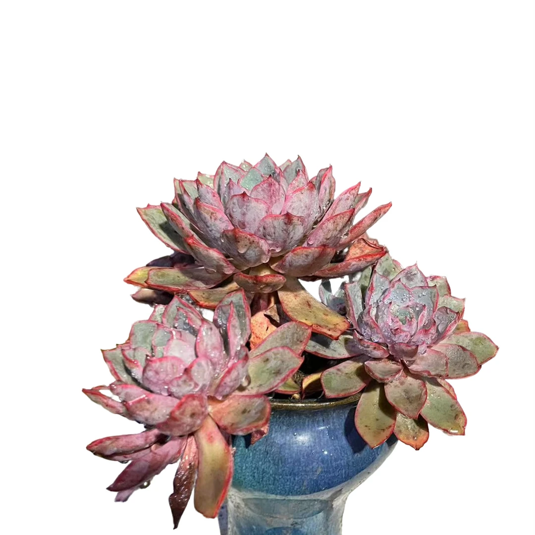 精品多肉植物 多头赫拉