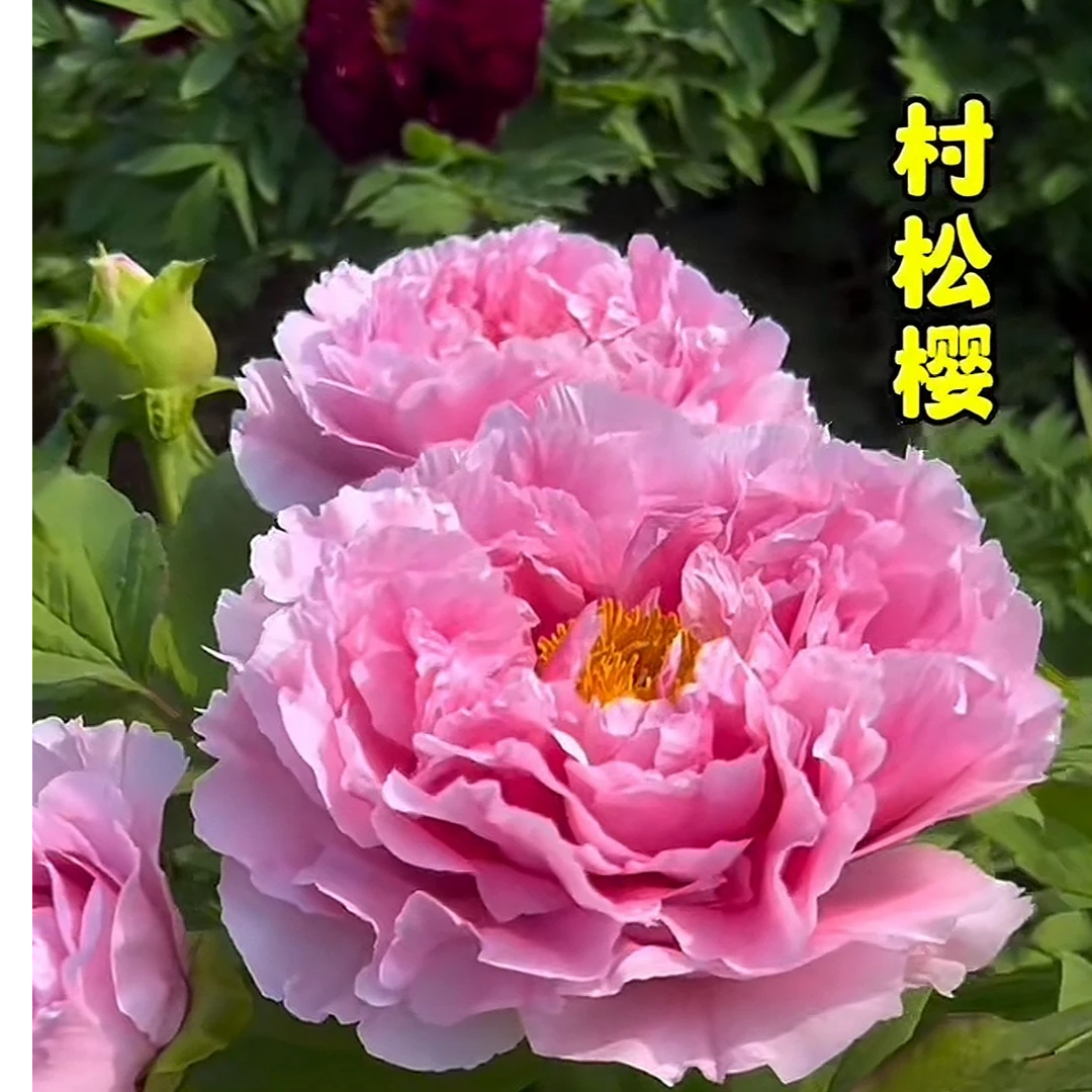 国峰牡丹【村松樱】先发肥料 秋季发苗