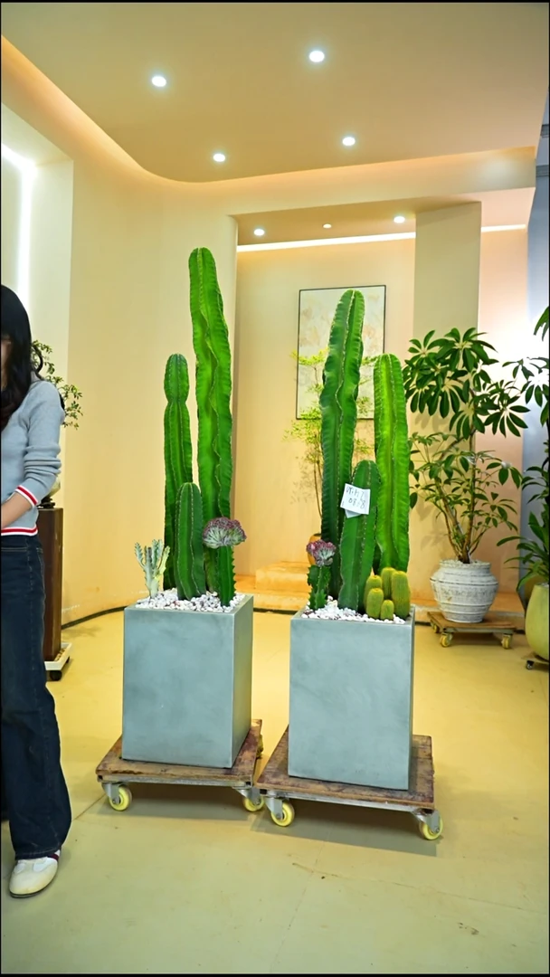 不开花植物荏*量天尺