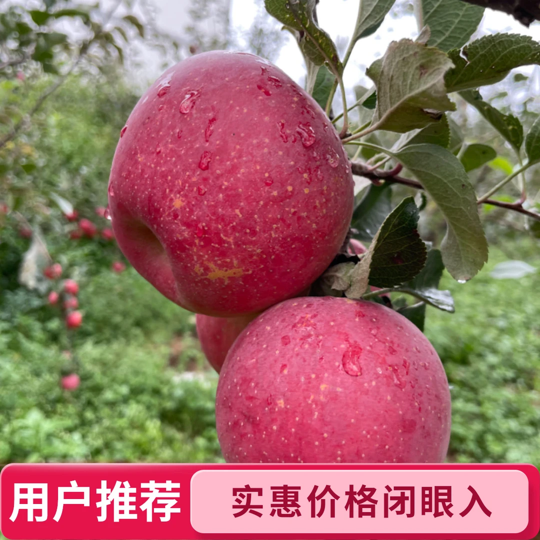 正宗云南高原产地直发华硕苹果脆甜多汁新鲜水果包邮