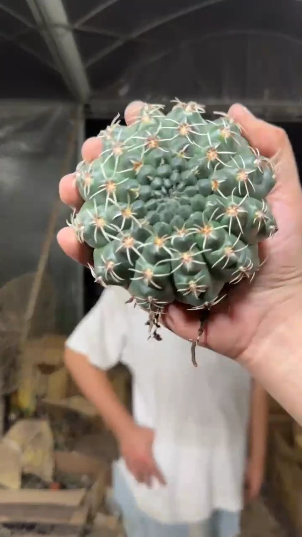 实生根 6-9cm 绯花玉