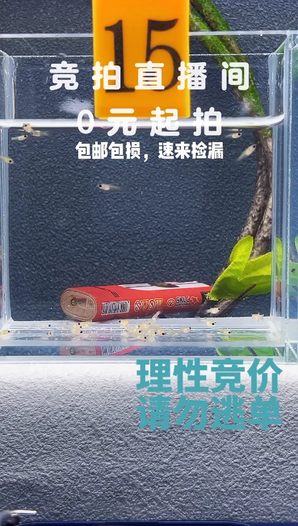 孔雀鱼短体玻璃猫苗子一窝编号15
