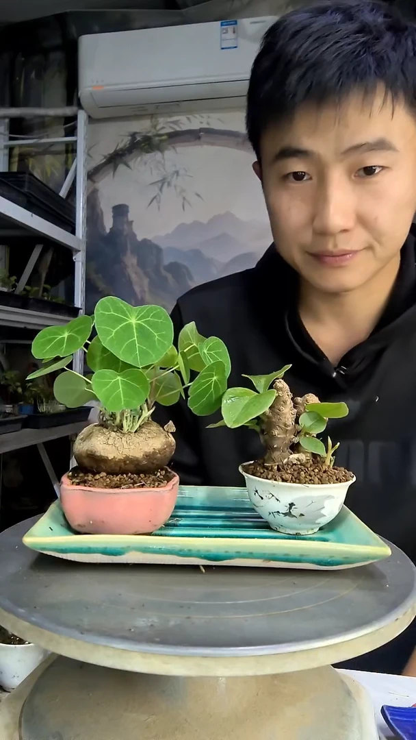 一**衣中青园艺一物一拍486
