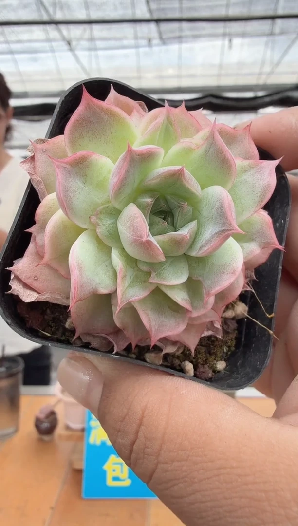 东云多肉园二店-160