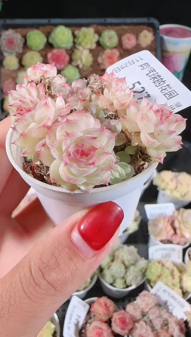 多肉1129-527（群生不包整）