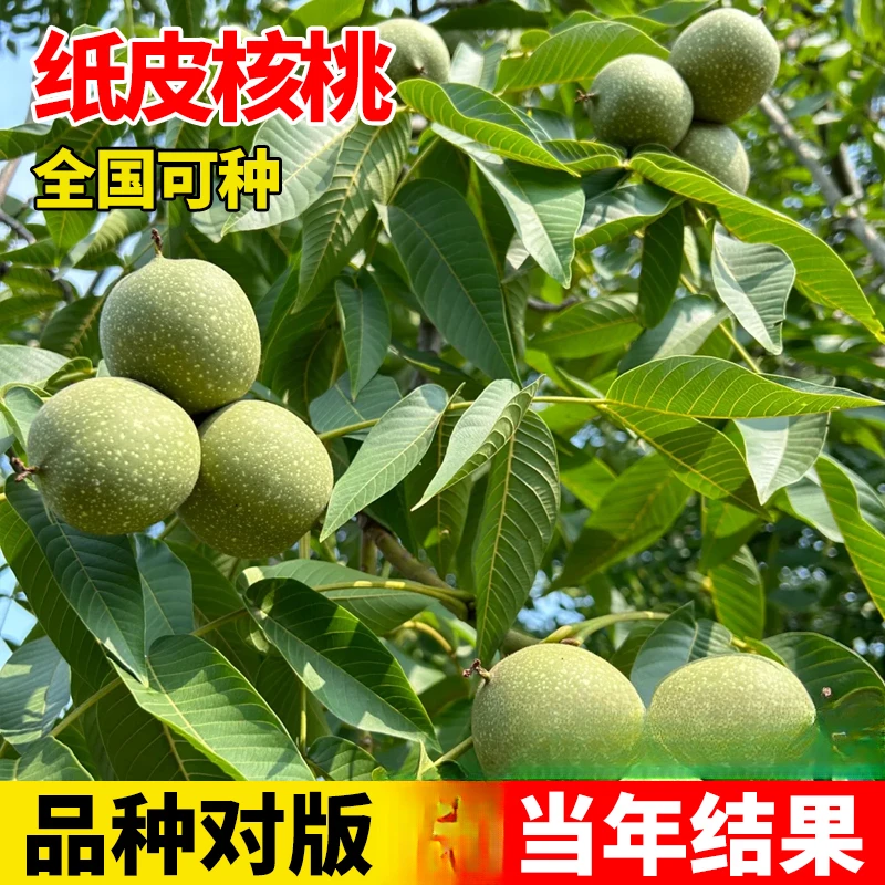 纸皮核桃树果苗嫁接核桃苗9818薄皮核桃树苗南北方种植耐寒树苗