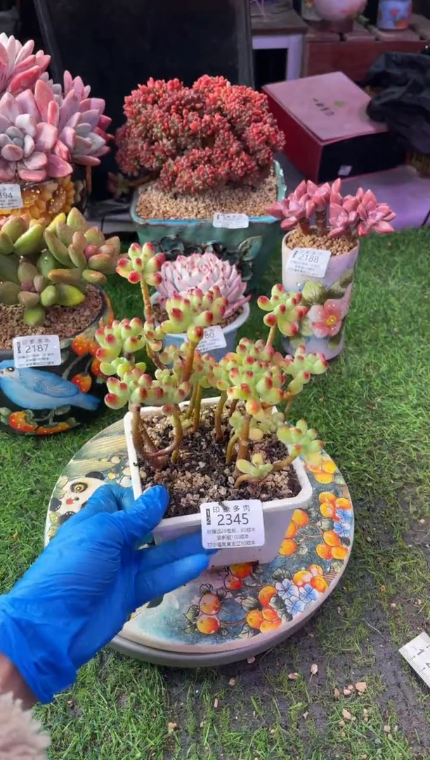 昆明印象多肉2345