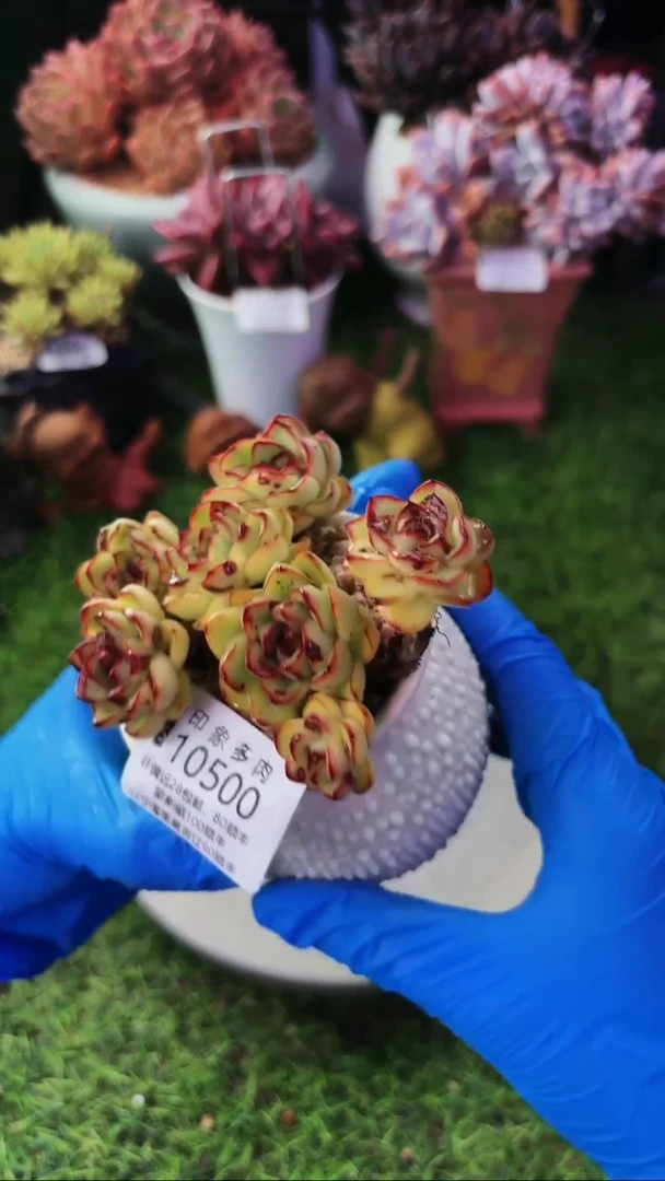 昆明印象多肉10500