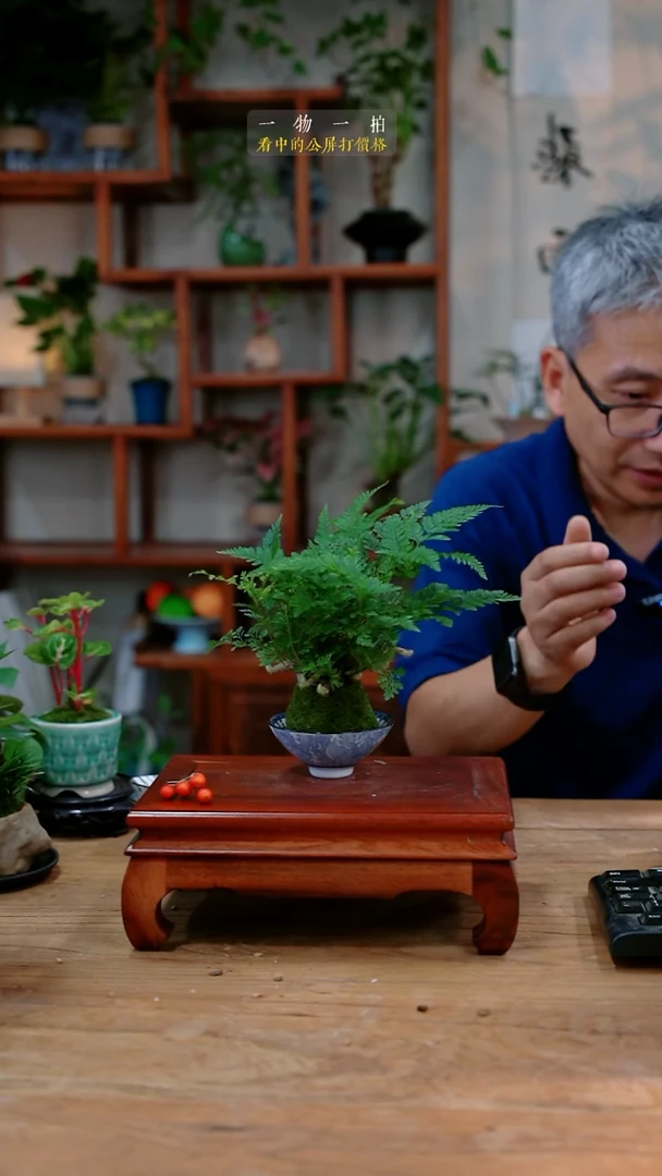 不开花植物蚂*狼尾蕨058