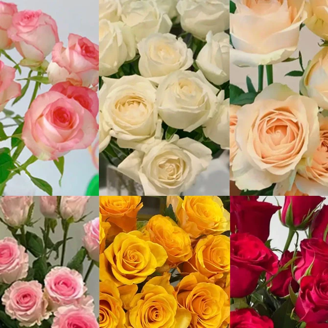 （宠粉玫瑰）彩色玫瑰花多色养护东北鲜花基地直发水养顺丰包邮优雅
