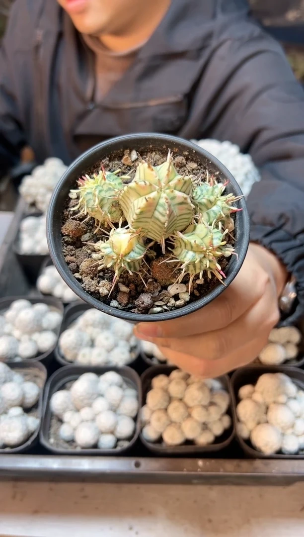 【闪购商品】17号实生斑马锦6.5公分5头