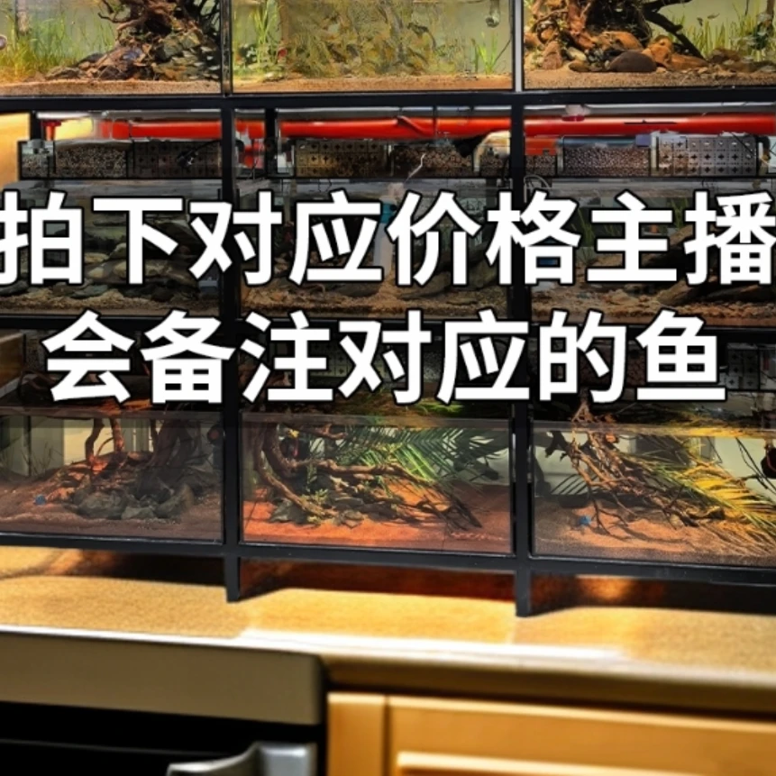 【改价链接】天使鱼各种活体观赏鱼，拍下对应价格主播备注发货