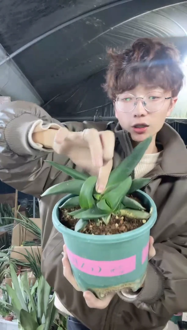 【闪购商品】卧牛脱土19.9