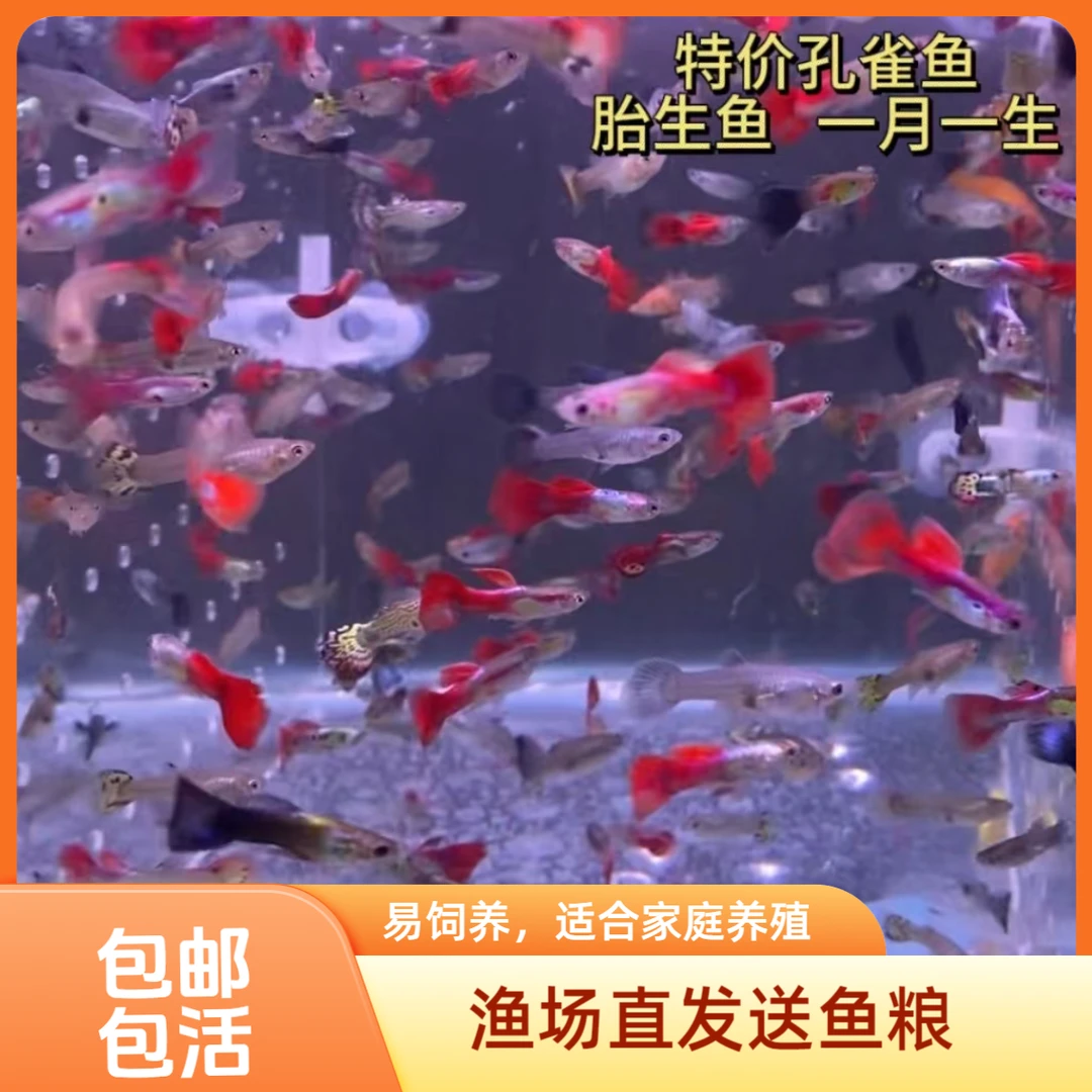 孔雀鱼热带小鱼观赏鱼好养胎生渔场直发杂袍鱼混养清道夫鱼活体发