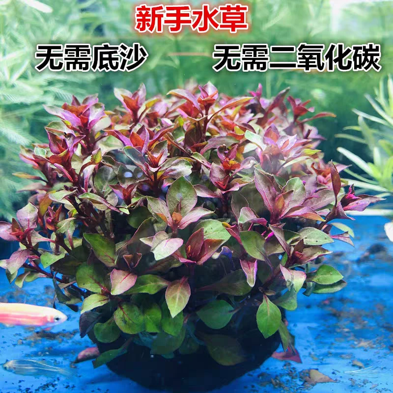 全玫瑰丁香坨草鱼缸造景水草