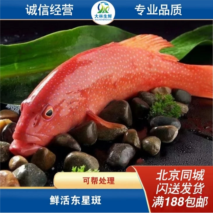 鲜活东星斑鱼 700g-800g/条