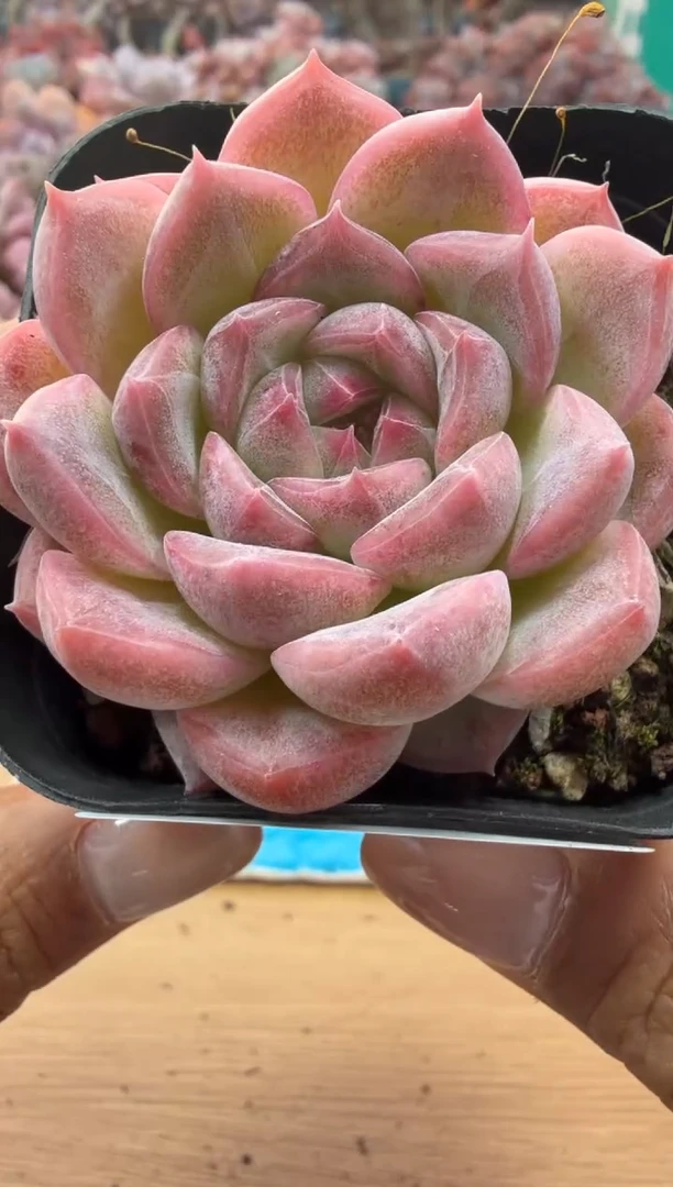 东云多肉园二店-37