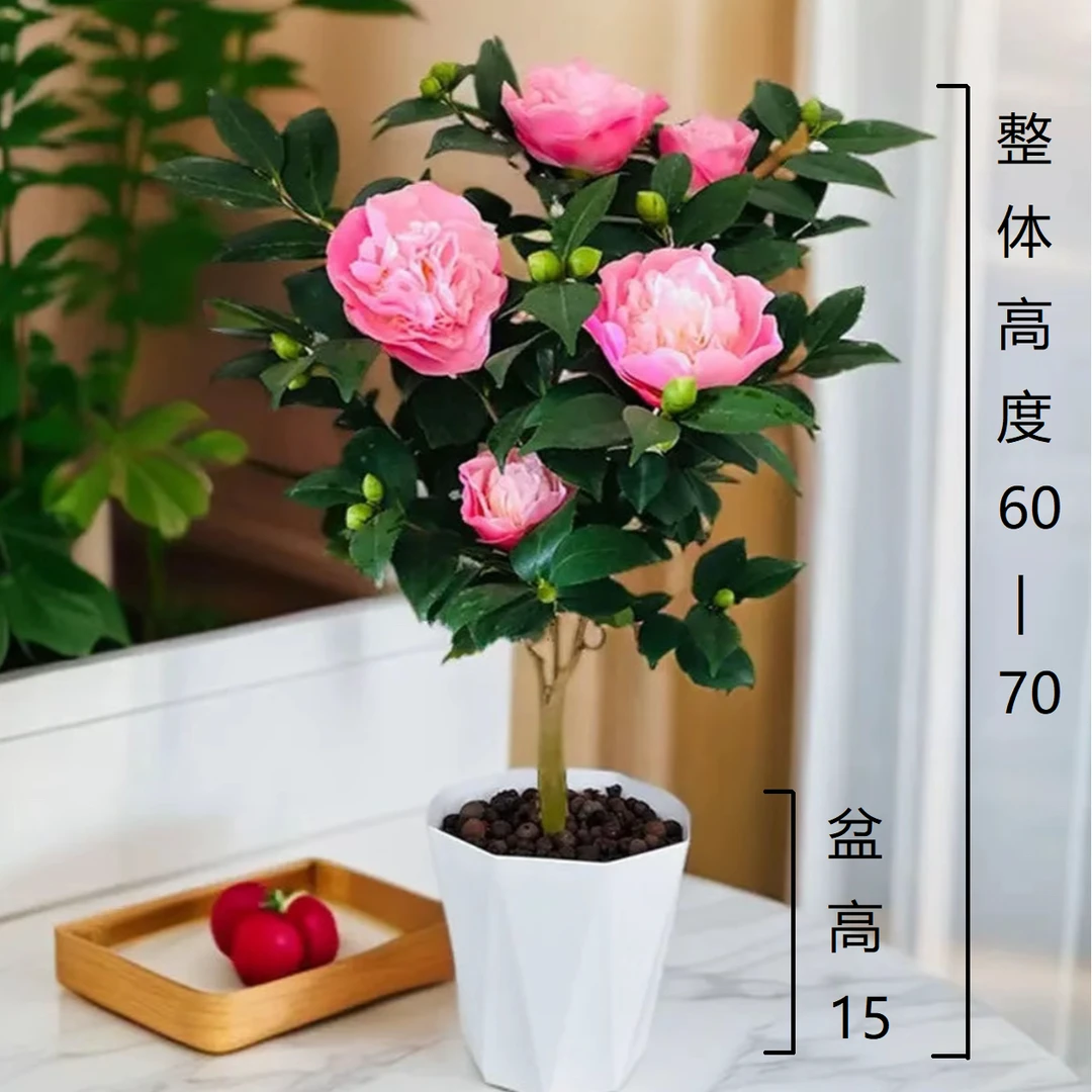 【60-70cm】香妃茶花盆栽带白盆带花苞浓香型冬季开花室内耐寒H