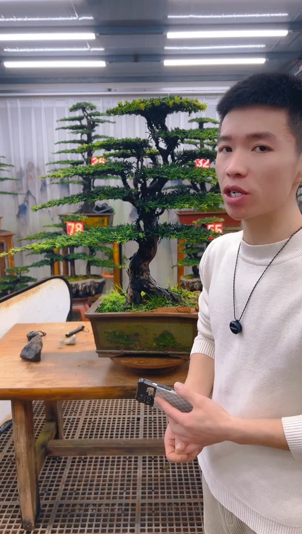 无花朵牛?精品盆景直播间一物一拍