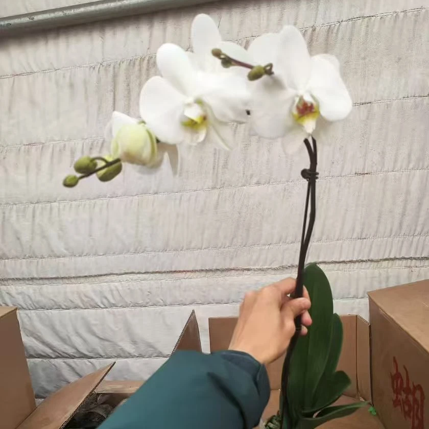 新型大白大花大花瓣包邮绿植盆栽好养活室内精品