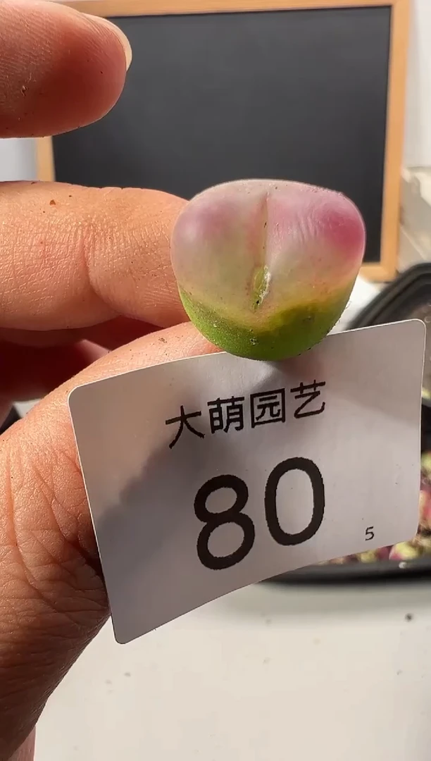 【闪购商品】+++80