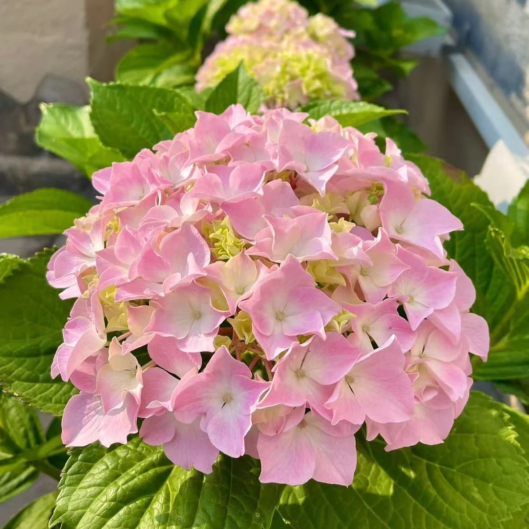 【易多梦幻】粉彩色大花多季节新老枝室内室外庭院新手耐寒耐热