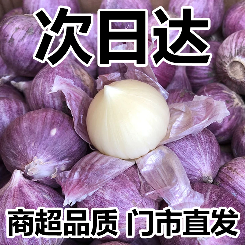 【顺丰送货上门 今天发 明天到】正宗紫皮独头蒜大蒜头干蒜头非白皮