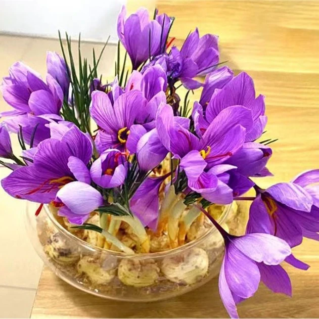 藏红花种球可食用泡茶泡水多年生庭院阳台球根花卉植物简单易种