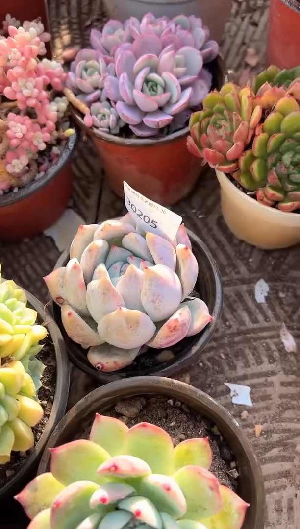 廖*多肉植物一物一拍30205